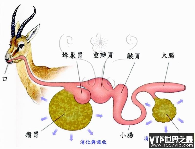 反刍动物和人类相比胃病会更少吗