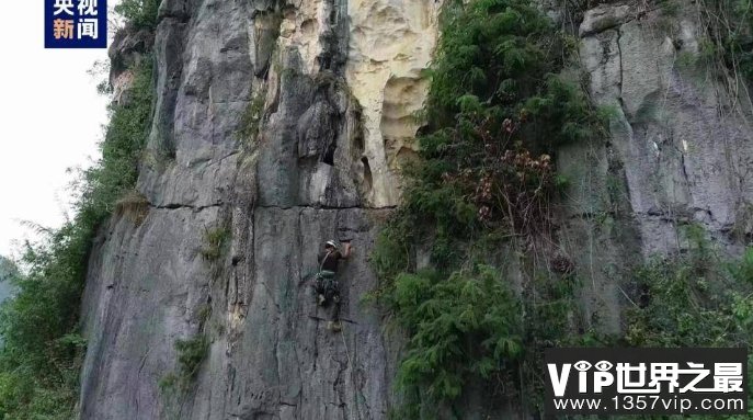 广西左江流域发现大型史前蛇类遗存 当地猎食蛇类史或达6000年