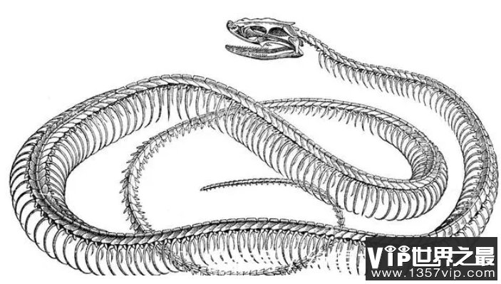 非洲毒性最强的蛇是什么蛇？它到底有多毒？