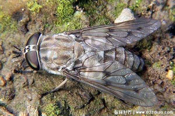 中国十大毒虫排行榜 十大毒虫王（第一是蚊子）