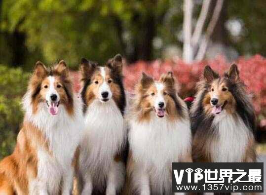 世界十大最受欢迎牧羊犬，边境牧羊犬排第一名