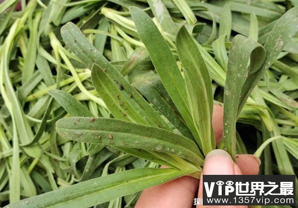 世界上最可惜的野菜 面条菜营养丰富(被当成杂草)