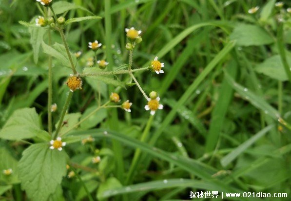 世界上最尴尬的野草 牛膝菊在国外泛滥成灾(原产地美洲)