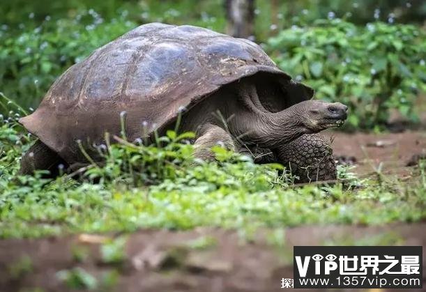 世界上杀不死的十大生物 水熊虫生命力顽强(适应能力强)