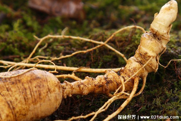 世界上最贵的人参 长白山的一颗200年野山参(达326万元)