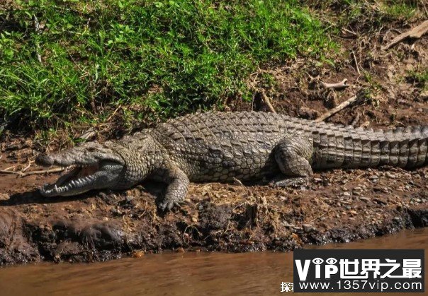 世界上十大最可怕的淡水动物 电鳗释放电流(观赏价值高)