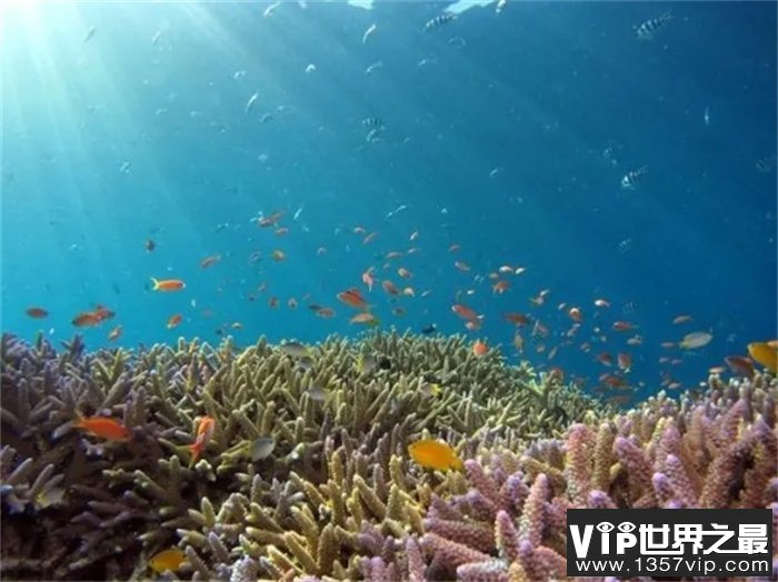 最恐怖的生物之一“破腹鱼”，最爱钻腹食肉，连鲨鱼见了它都害怕