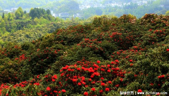 世界上最大的天然花海 位于贵州的百里杜鹃(125平方公里)