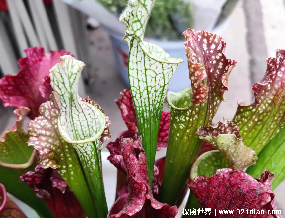 世界上最具诱惑力的植物 瓶子草瓶口布满花蜜(食虫植物)