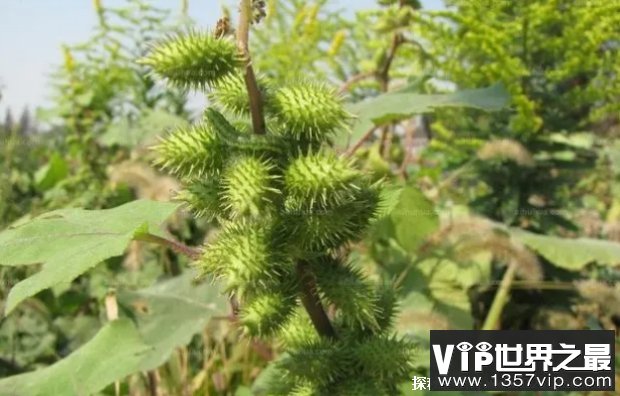 世界上十大短命植物 瓦松雨季过后就死去(耐旱耐寒)