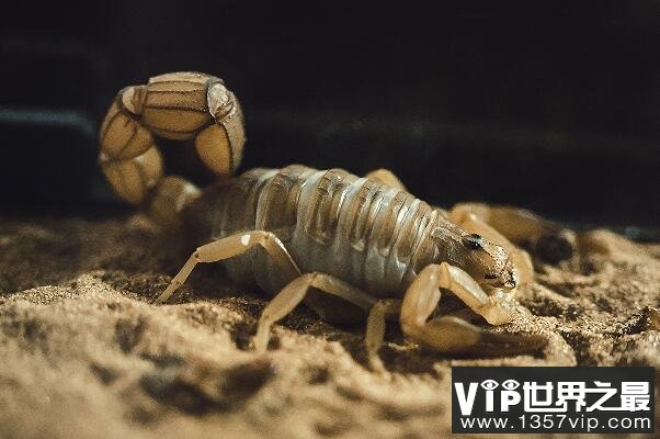 抗辐射能力最强的生物_蝎子