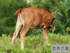 世界上最小的牛，天台小狗牛仅一般狗大小