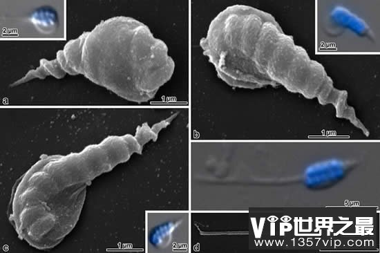 世界上最长的精子，果蝇精子长6厘米(人类1000倍)