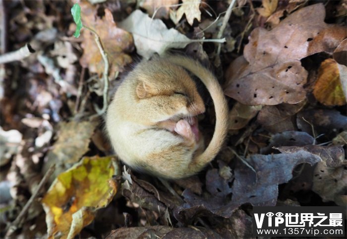 自然界中睡眠最长的生物 一觉睡到地老天荒（睡眠时长）