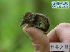 世界上最小的哺乳动物，鼩鼱(长4厘米/重3克)