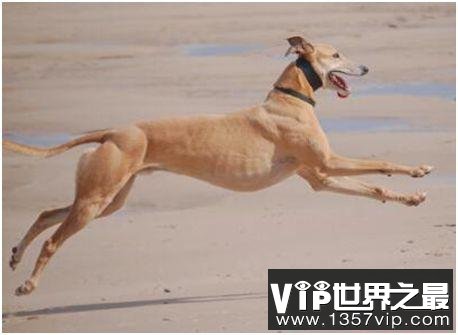 世界上跑得最快的狗，格力犬奔跑时速最高可达70公里