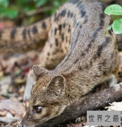 世界上交配时间最长的动物，这才是真正得猛男！