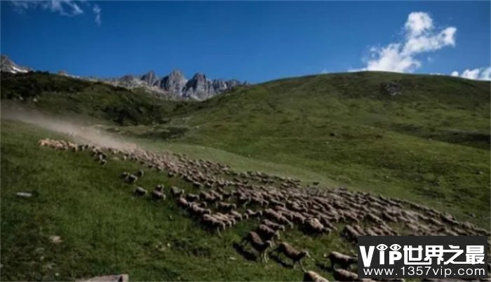 高山牧羊人的潇洒人生 腰缠万贯却远离城市 只为那一份自由